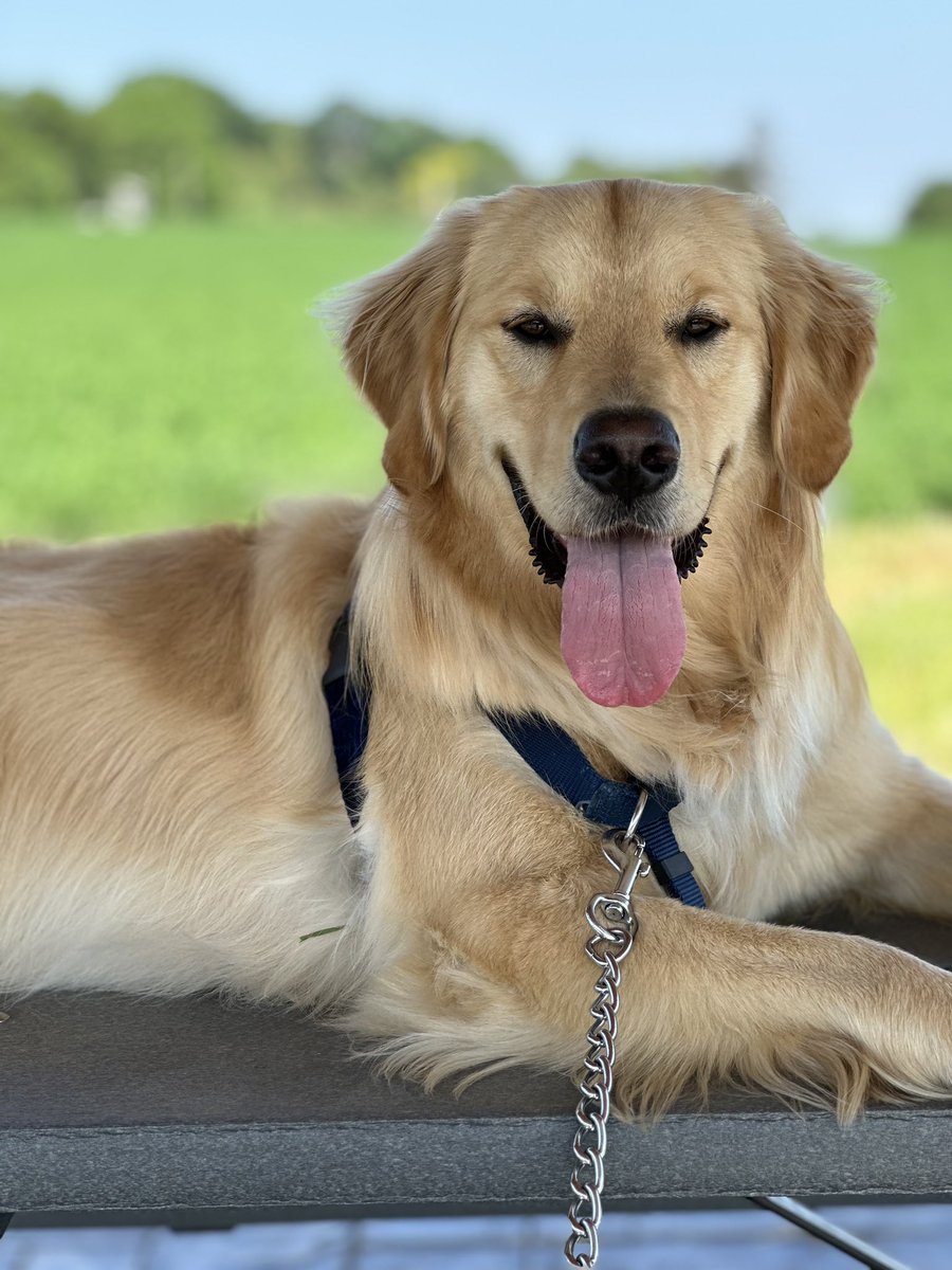 Ghost RyDog tweet media