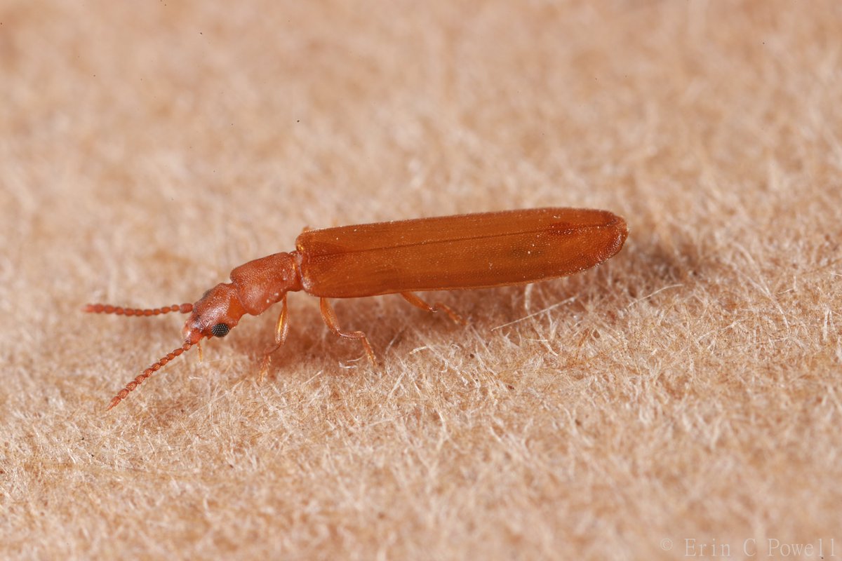 Very long, very flat! #amazingbeetles

These guys are ~4mm in length, photographed at 5x magnification. 

Hemipeplus microphthalmus (Mycteridae)