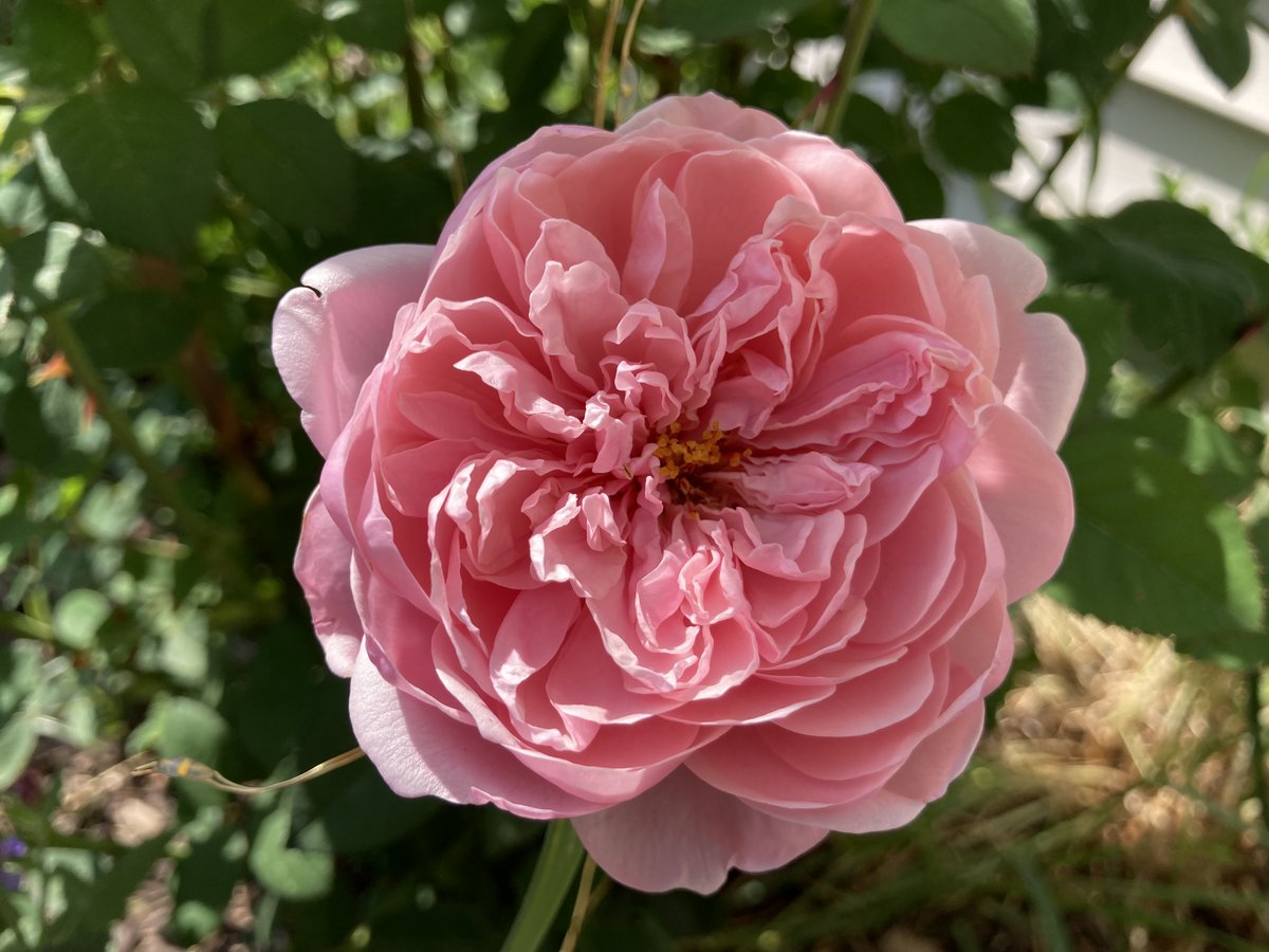 'The Alnwick Rose' (David Austin) in bloom.