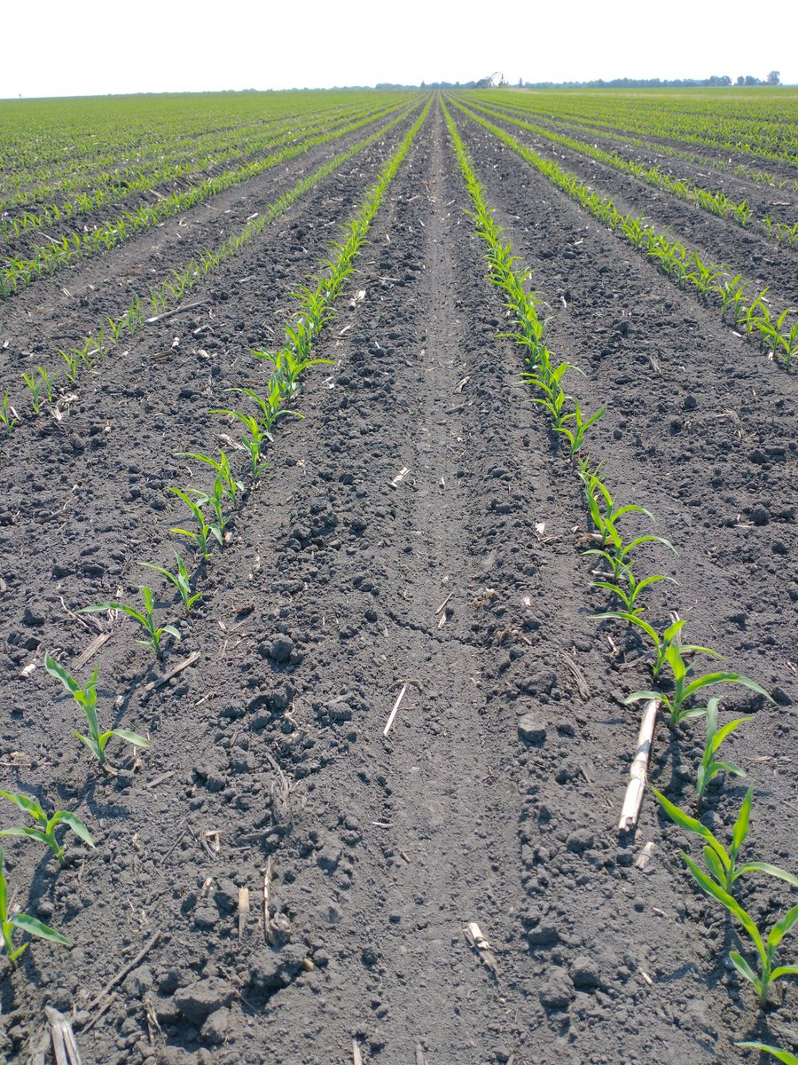 FS InVISION Corn is off to the races in all of our production acres throughout the Midwest! Now we just need some friendly assistance from Mother Nature from here on out!  🌽🙏🏼🌧️ <a href="/InVISION_HiSOY/">FSInVISION_FSHiSOY</a>  @FSServices