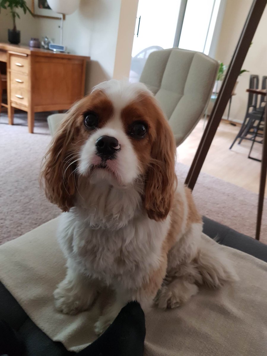 daniel gratzer (@dannygratzer) on Twitter photo The face of a dog witnessing a horrible crime (me eating a carrot and not sharing) The face of a dog witnessing a horrible crime (me eating a carrot and not sharing)