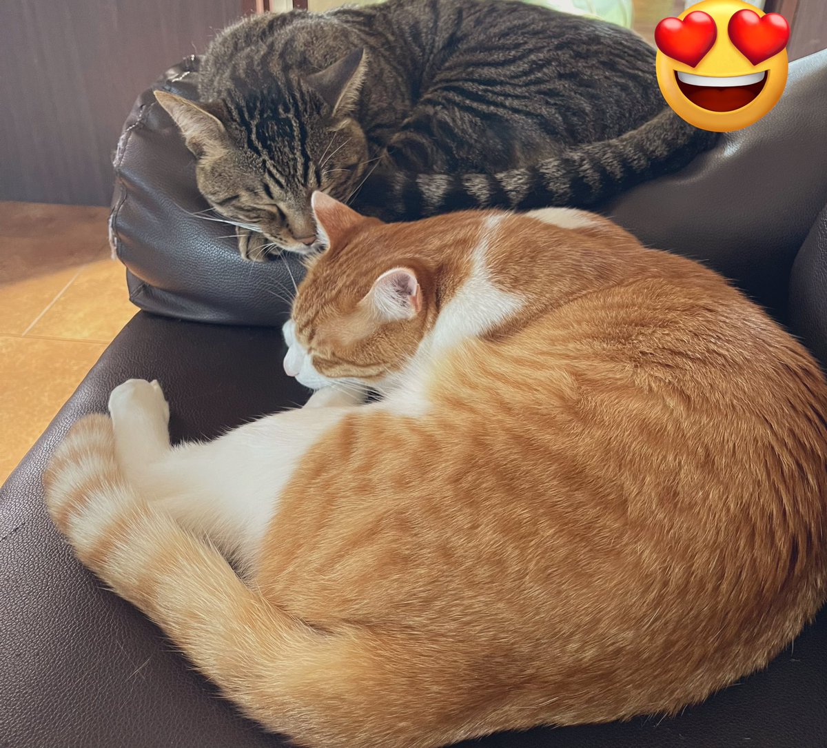 Ku4Kirera's tweet photo. だいたい一緒に寝てる
  #仲良し
  #猫のいる生活 https://t.co/uaA5ZkKfa2