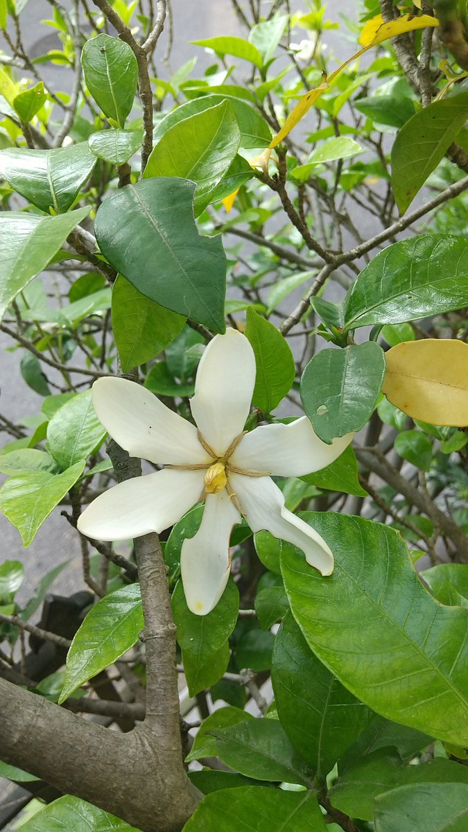 snowdropooh's tweet photo. おはようございます

クチナシの花が良い香りと一緒に咲いてます
小さい白い花は、鬼灯(ほおずき)実も出来てました🎵
山梔子は、これからオオスカシバに葉🌿を食べられないようにしないと❗️🤣

#バイザシー  #fmyokohama https://t.co/LBaCbQ2kVj