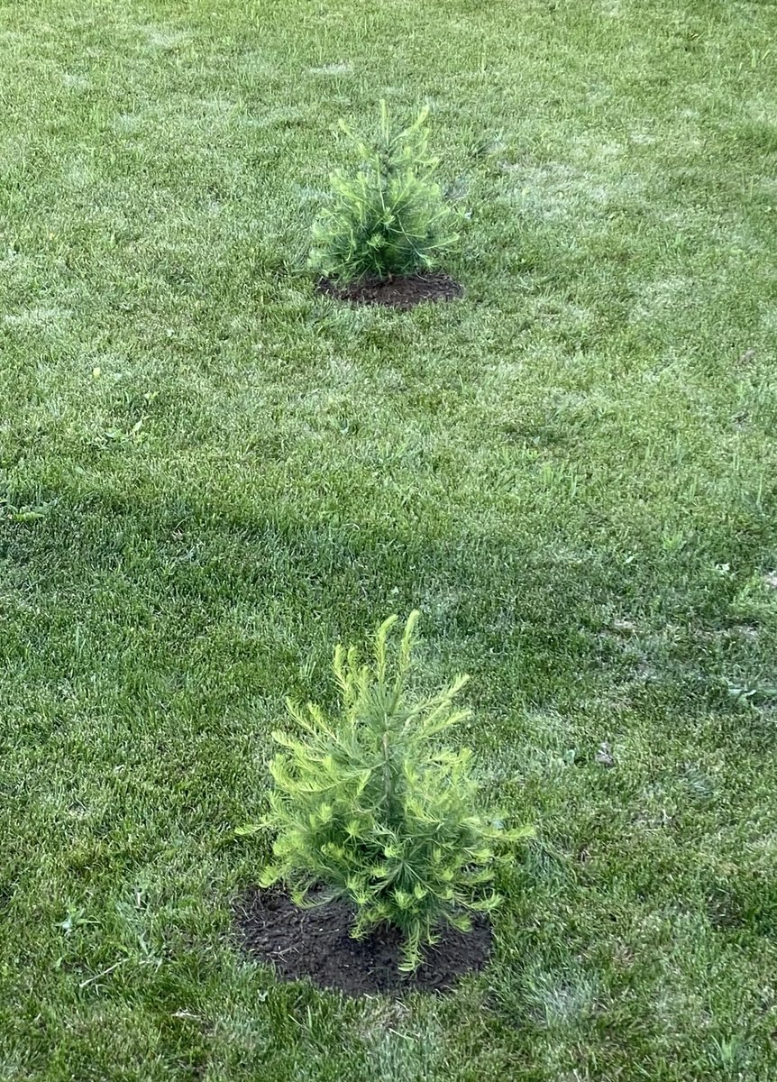 My very own Larch trees 🥰