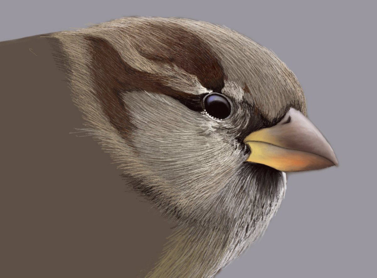stephenherner's tweet photo. House sparrow WIP. https://t.co/JqJ4HNehEB