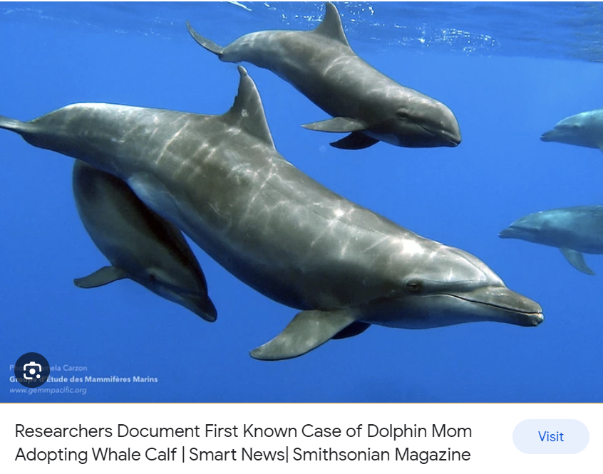 fuchsiamoonrise's tweet photo. I am thinking about this dolphin fam and their bapy pilot whale https://t.co/5SNadbkFKL