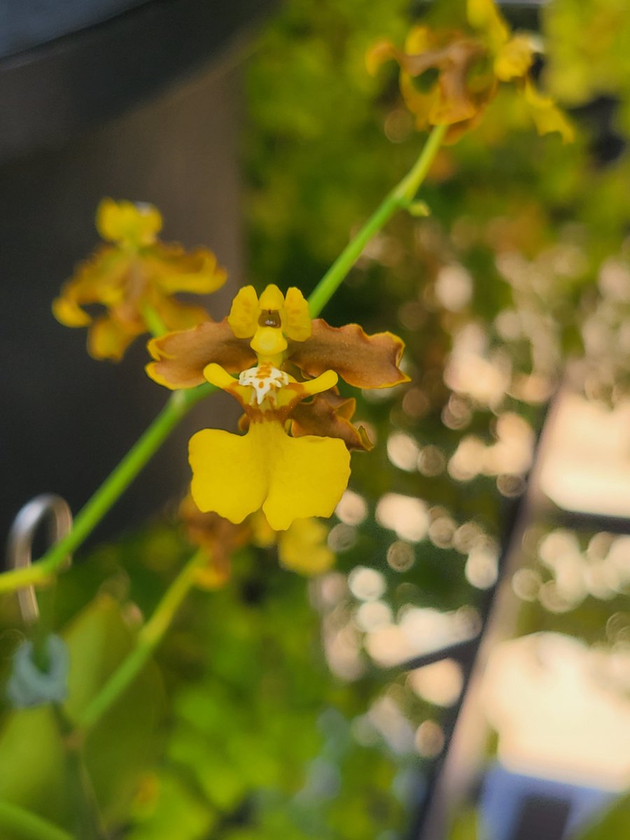 MelissaPCordero's tweet photo. @longwoodgardens is always going to be my relaxing spot. I need more spots. 

#photography 
#Flowers 
#gardens https://t.co/ZfHKVPBUbl