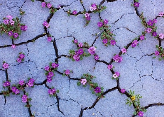 jamaliaat's tweet image. " إِنه هو يُبدئ ويعيد " 
يعيد القلب الذي زاغ .. السعادة التي غابت .. العافية التي انقلبت .. العلاقة التي انقطعت .. الرزق الذي نقص .. ويبدئ مالم يكن واستحال " (م)

طاب صباحكم بكل خير وعافية وسعادة🌹

#جماليات 
#صباح_الخيرᅠ