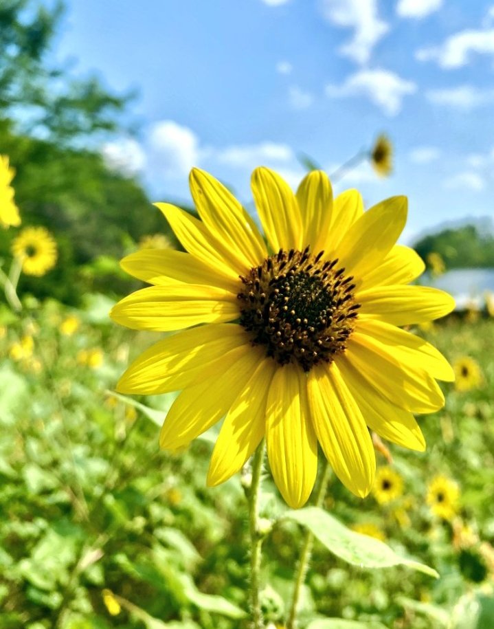 #flowersonsunday💐