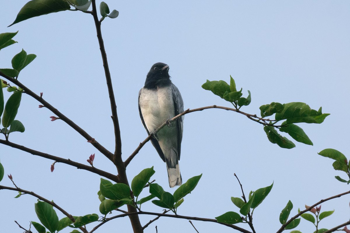 #ThroughYourLens #BBCWildlifePOTD #IndiAves #nikonphotography #BirdsSeenIn2023 #birdphotography #BirdTwitter  #Wildlife
#ThePhotoHour #BirdsinFields
@NikonIndia 

Black-headed Cuckooshrike 
Gear: Nikon D5300 + Af-s 200-500mm
Location: Bhondsi, Gurgaon 
Date: 03-06-2023