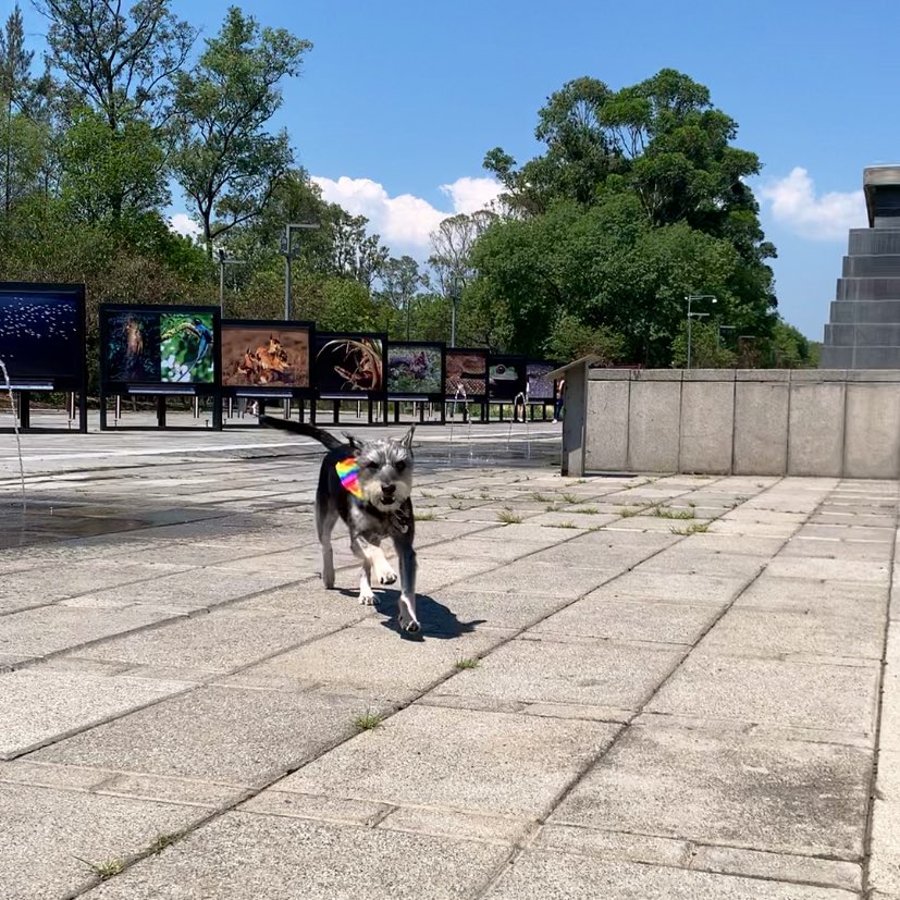 MissCuac's tweet photo. Happy Pride Month 🏳️‍🌈🔝🐾🐕 https://t.co/kb7bs0ygCW