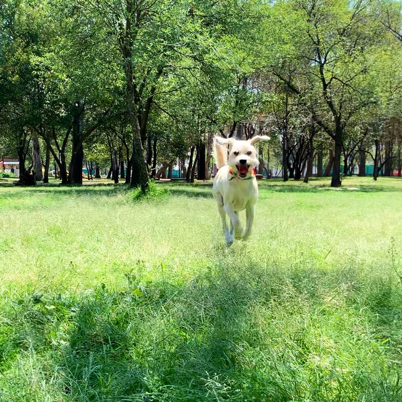MissCuac's tweet photo. Happy Pride Month 🏳️‍🌈🔝🐾🐕 https://t.co/kb7bs0ygCW