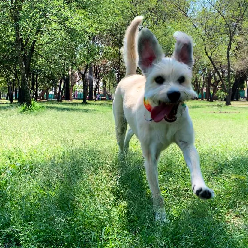 MissCuac's tweet photo. Happy Pride Month 🏳️‍🌈🔝🐾🐕 https://t.co/kb7bs0ygCW