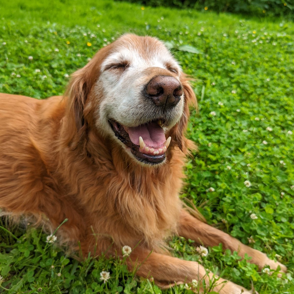 Tami_nator's tweet photo. @TheGoldenRatio4 @ambersfic Maverick has his own version but I call it "Dancy butt, Dancy butt, Mavy has a floofy Dancy butt!" https://t.co/GPBrKOqXps