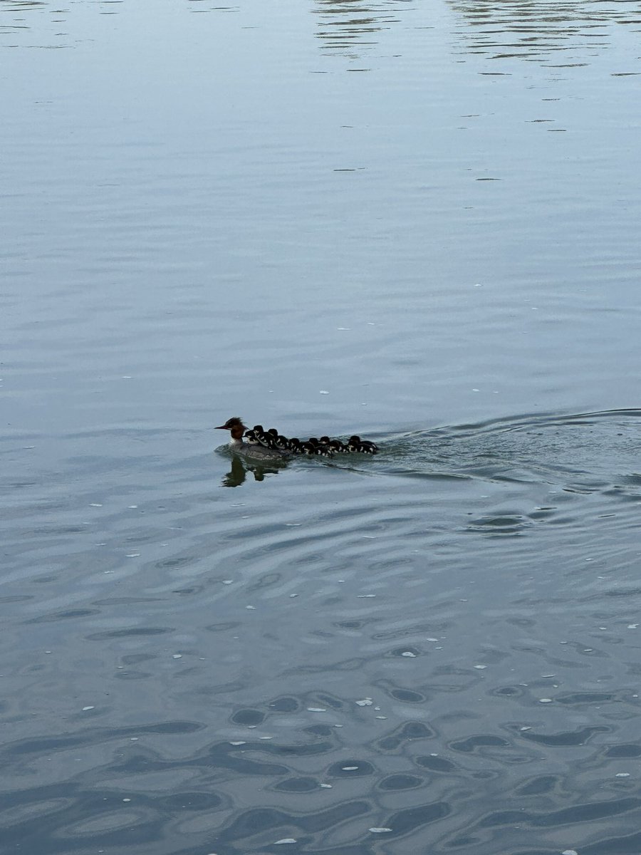 Got to see these cuties on my first long run after little running due to two conferences back to back