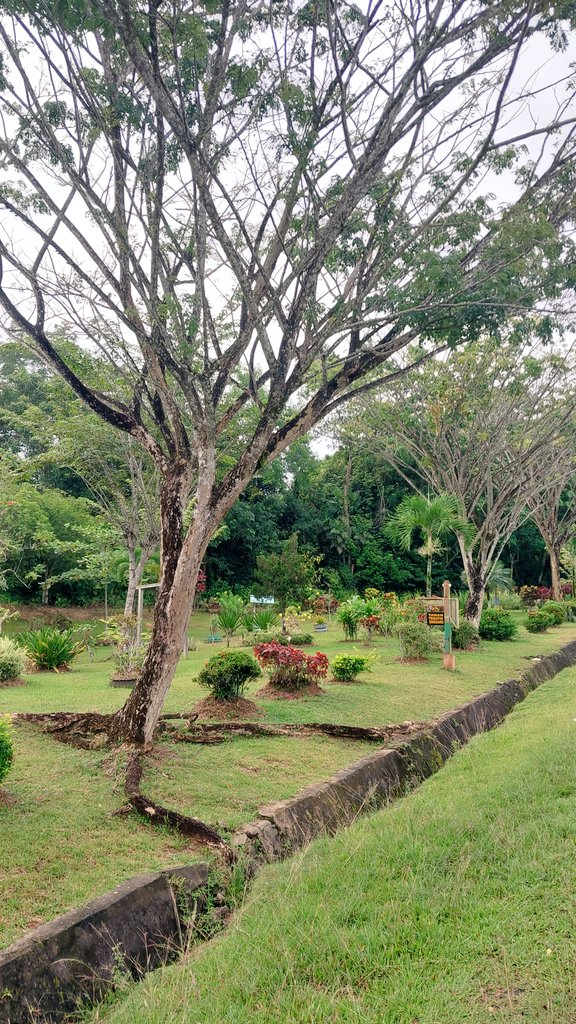 snrjannah's tweet photo. 💚☘️🌳 https://t.co/3cFQhuniX2