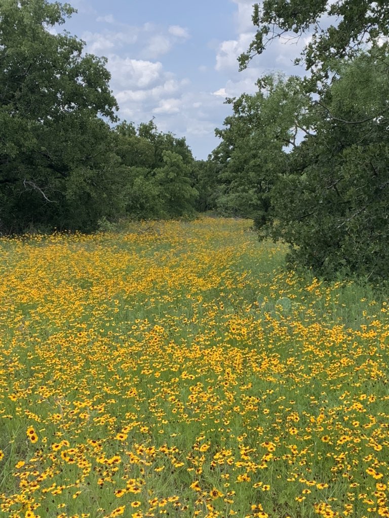 barton_t3's tweet photo. Beautiful spring flowers at the farm! https://t.co/AA3ha7d83m