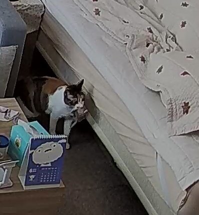 엄마 출근하면 어딘가 숨겨놨던 애착 코끼리 꺼내와서 물고다님 진짜 기엽따 너무 귀엽따