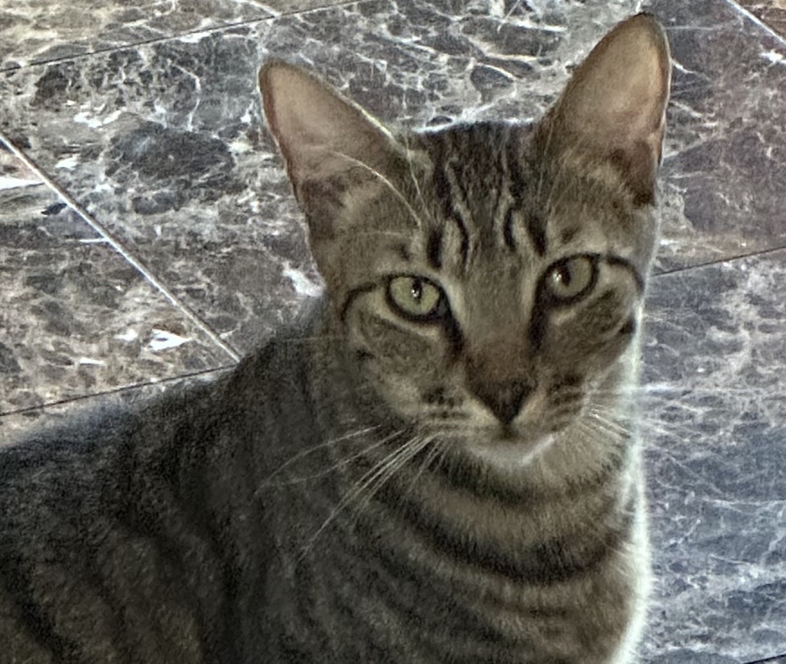 #Acampo, CA - #SanJoaquin Co:  Hi, my name is REGENT!  My foster mom chose that name for me because she thinks I have a regal air about me!  I’m a very friendly & playful kitty.  I’m affectionate, social, love laps... adoptrescuecatsinca.com
#RehomeHour #US #cats #adopt #Lodi