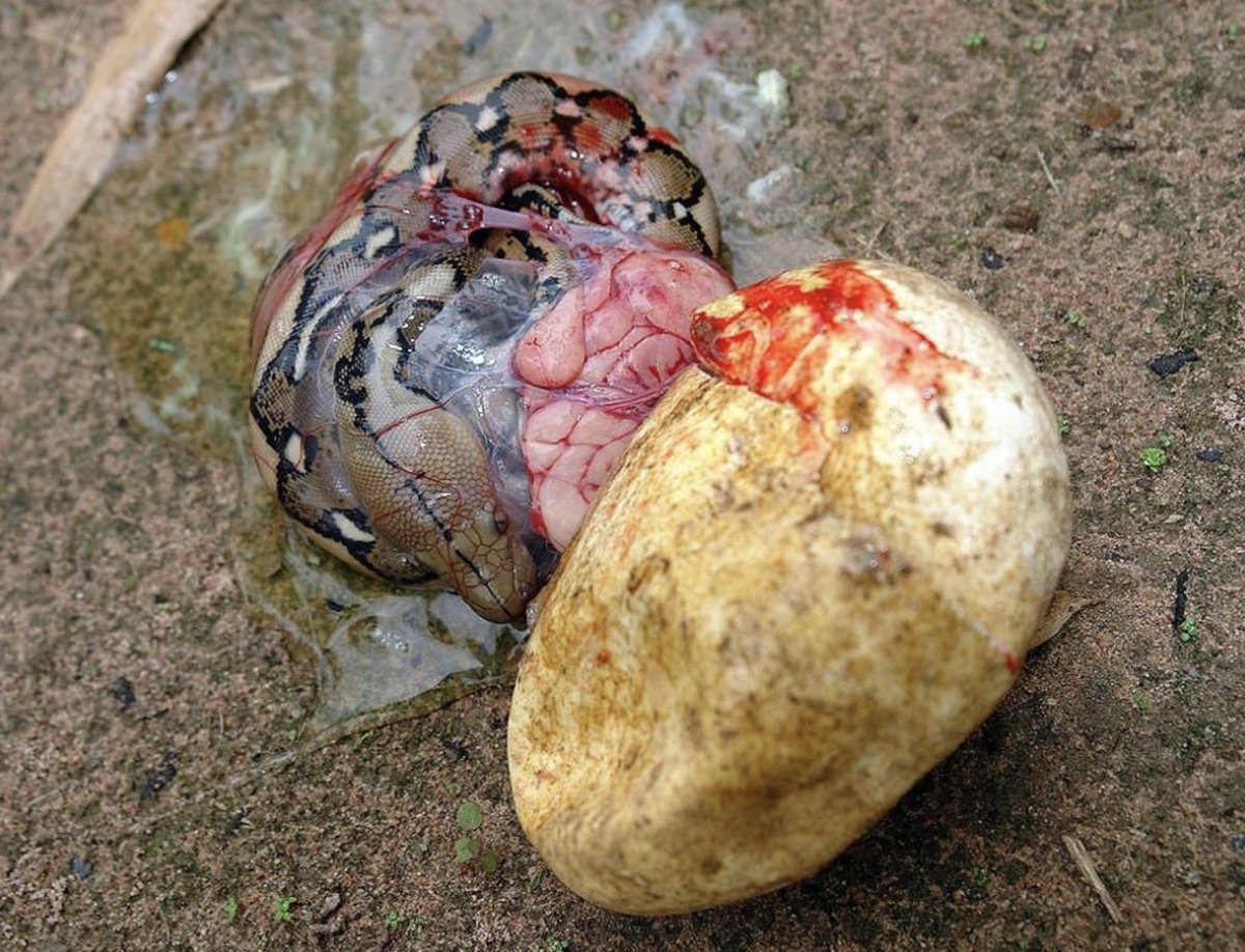 ❗️🥚🐍 Newly hatched reticulated python 👇
