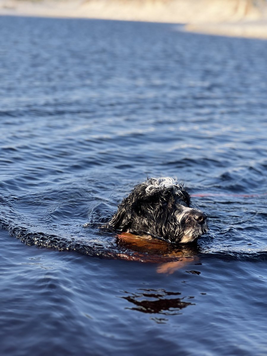 Lola the “I am human just like you” #pwd chilling in #30A #portuguesewaterdog ⁦<a href="/GraytonBeachFL/">Grayton Beach</a>⁩