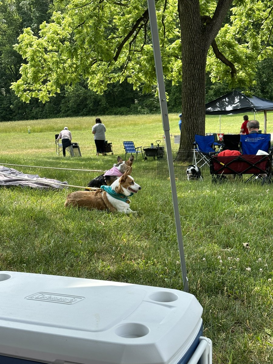 Its Corgi Picnic day! #Corgi #CorgiCrew #CorgiLover #pembroke #picnic #fun #dog #DogsofTwittter #Dogsarefamily #pet #petlife #Animal