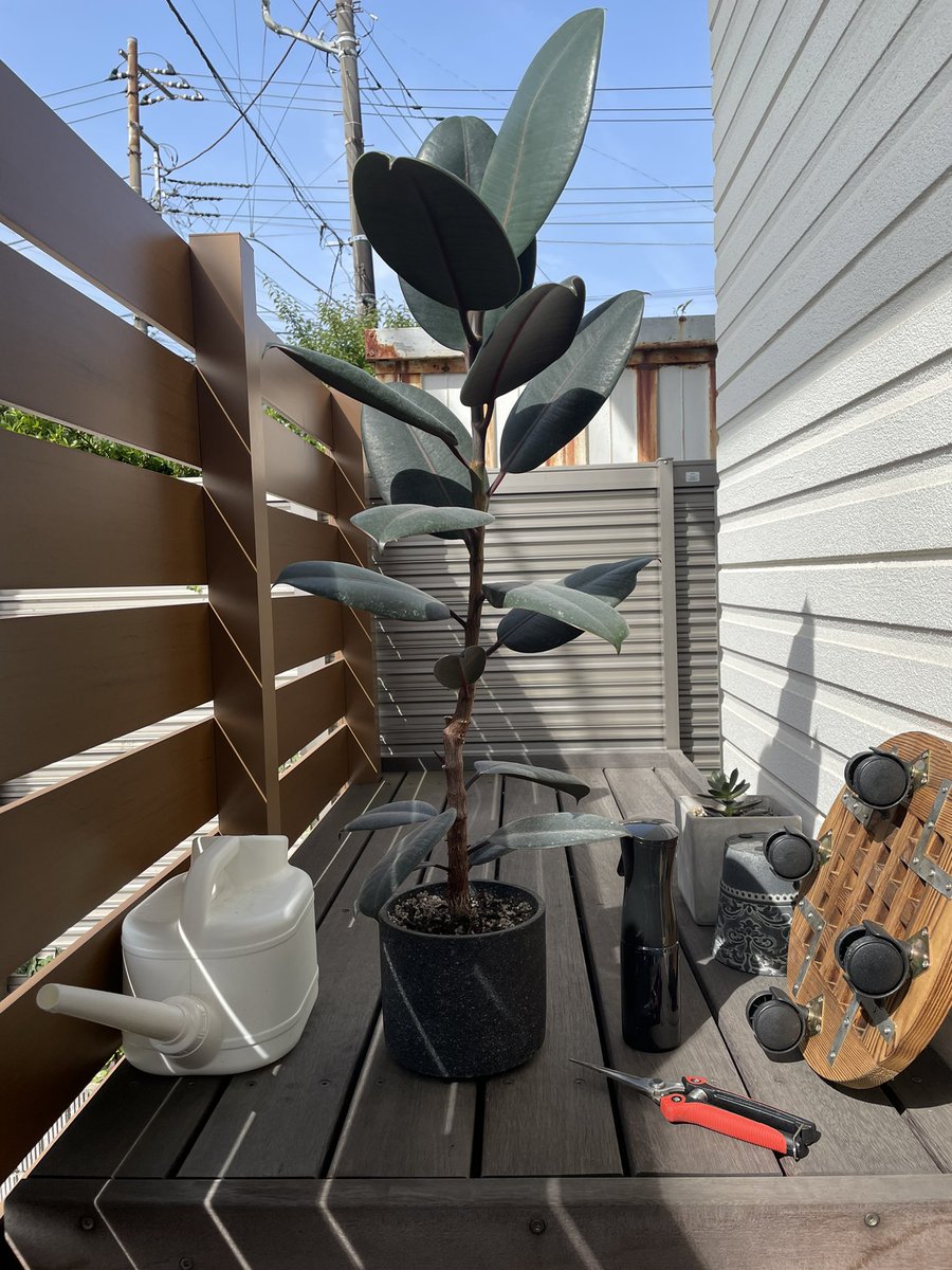 post_yan's tweet photo. だいぶスッキリ✂️
#観葉植物 https://t.co/YLWBVr0CQU