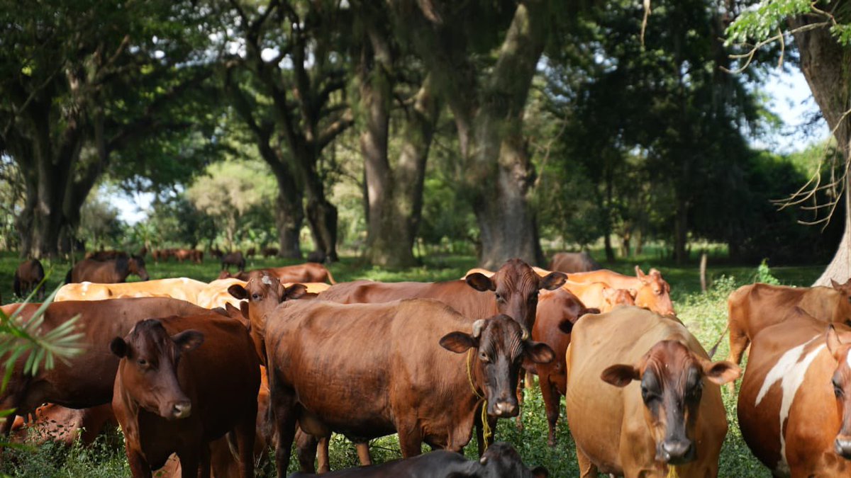 MinAgricultura's tweet photo. Ministra @jmojicaflorez visita finca de ganadería sostenible en la Reserva Natural El Hatico, Valle del Cauca, para conocer prácticas ganaderas amigables con el ambiente, libres de químicos y que racionalizan el uso de  los recursos naturales. https://t.co/Ck1AwNYSJe