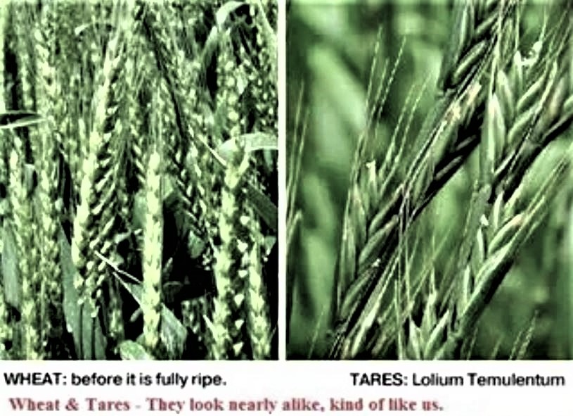 rick-warren-on-twitter-matt-13-24-29-parable-of-wheat-tares