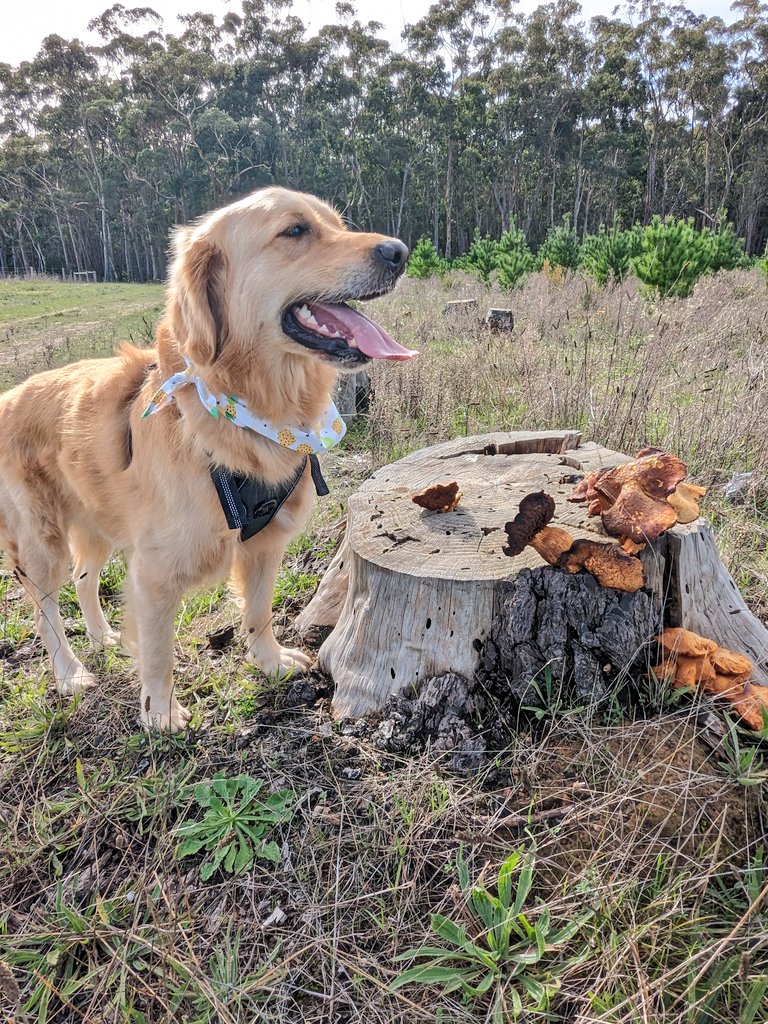 Hello frens! It's been a while 😊 Yesterday we went to the forest for a walk and saw lots of different mushrooms. I stood next to these ones because my hoomans asked me to, but otherwise I leave them alone. There are much better sniffs on the trail #WeekendSmiles