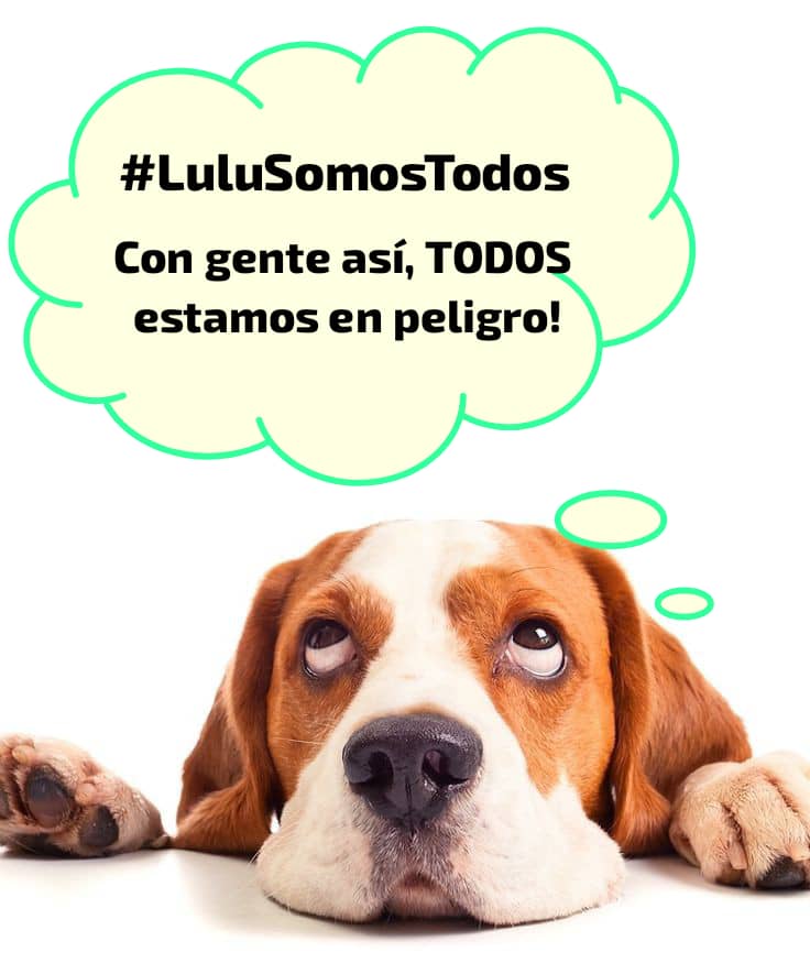 Gracilaria235's tweet photo. #3Jun.  Demasiada plata para decir se escapó  y Ya. No #Isolina NO #MascotasEstelares  #CarolinaCorona. No #CarmenSánchez  No #Buba ustedes se repartieron esa plata. Si lo saben verdad? O quieren sacar  cuentas? RESPONDAN ESTAFADORAS #LuluSomosTodos #DevuélvanALulu #Seguimos https://t.co/MyKaANx3es