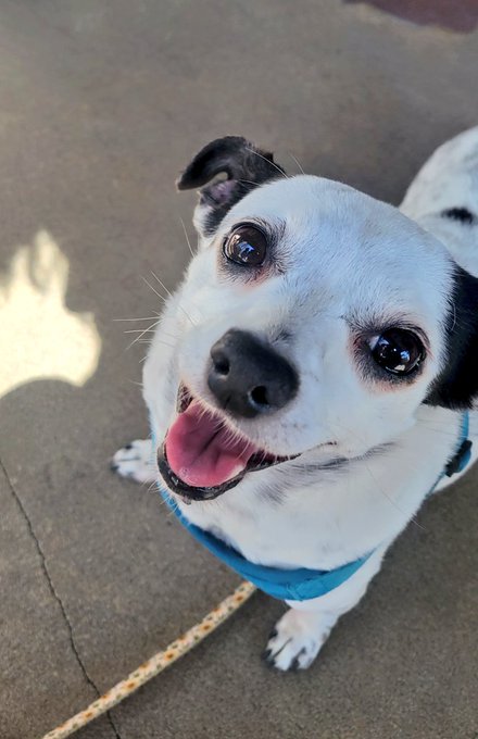 Spent the afternoon at the beach with my two favorites Riley 🐾 and @jaguar_kitty https://t.co/mhcQm2