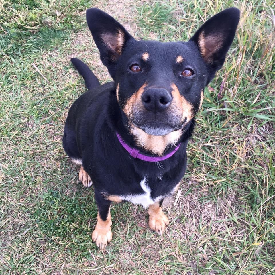 There a new show on #Netflix about Kelpie puppies being trained to become Muster Dogs. Makes me miss my girl wildly, but also smile so damn hard about how great she was. Kelpies are the best.