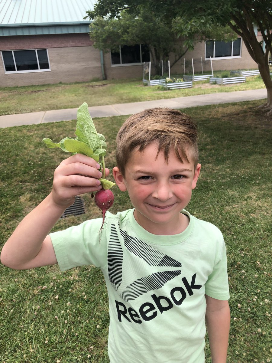 Pottspod's tweet photo. Our radishes are ready! We grew them from seeds! Up next, green beans! @Pottspod @DDEDolphins https://t.co/7GzUCx7n7H