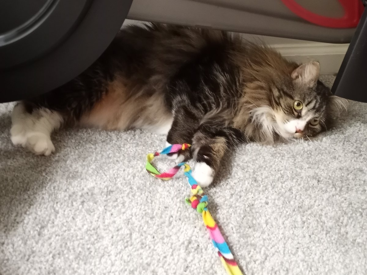 BuckyKatt's tweet photo. Boots spent #Caturday doing a Peloton workout.*
*grabbing at a streamer while laying underneath the bike
#CatsOfTwitter #jerseycats #floofasaurus #floof https://t.co/HXZp6D5BNq