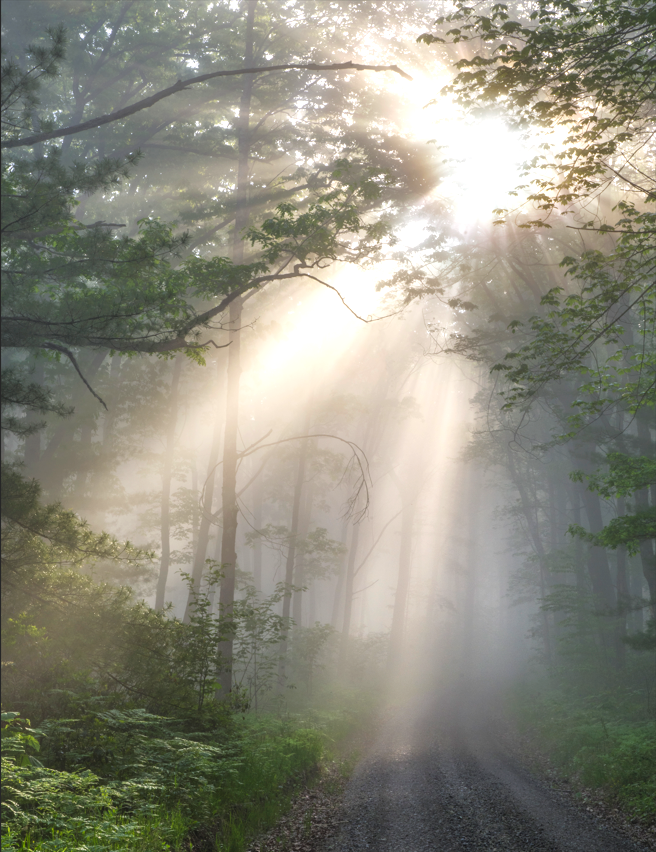 PaPFF's tweet photo. What is your favorite #PennsylvaniaStateParkAndForest #trail?
📸 William Sission, #TiadaghtonStateForest
#PAForests #forest #SunThroughTheTrees #DirtRoad #sunshine #Trees #Hike #NationalTrailsDay #Pennsylvania #PennsylvaniaIsBeatiful #GoOutdoors #GoExplore #Nature #NatureTrail https://t.co/ogrO61Kmnp