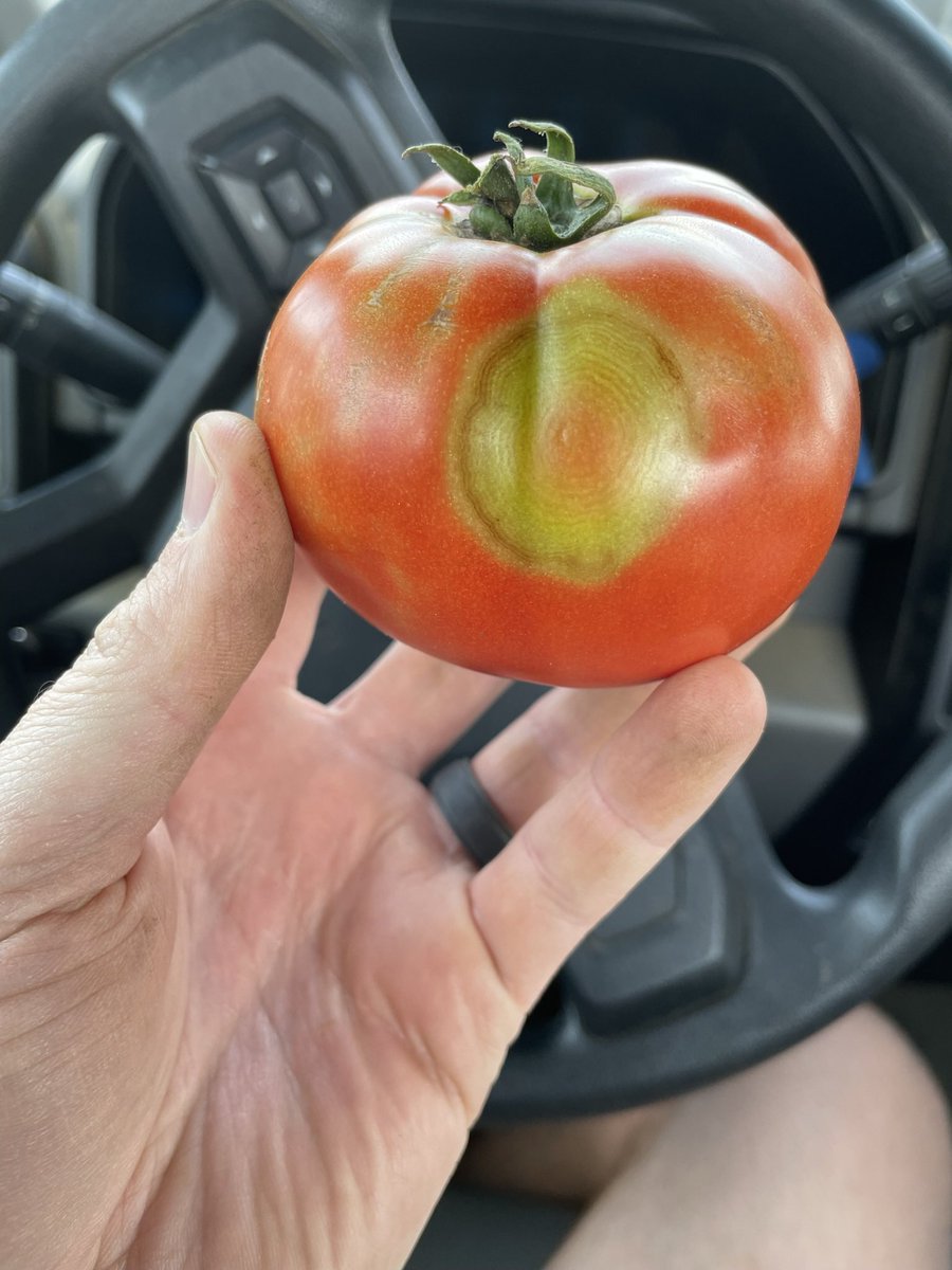 Tri_CountyAg's tweet photo. @2BJust Pretty cool! Similar situation in tomato variety with tswv resistance. Foliage is not symptomatic but signs can be found on fruit. https://t.co/LulGkvBrhb