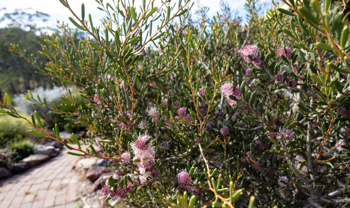 thesilverdory's tweet image. Hakea clavata (coastal hakea) is an interesting WA sp. with thick, fleshy leaves + pink scented flowers. Grafted plant in the garden (Corunna NSW) is currently attracting a lot of winter insects -including the common jezabel (Delias nigrina) #ozplants #hakeas #inthegarden #winter