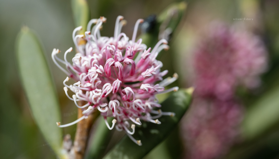 thesilverdory's tweet image. Hakea clavata (coastal hakea) is an interesting WA sp. with thick, fleshy leaves + pink scented flowers. Grafted plant in the garden (Corunna NSW) is currently attracting a lot of winter insects -including the common jezabel (Delias nigrina) #ozplants #hakeas #inthegarden #winter