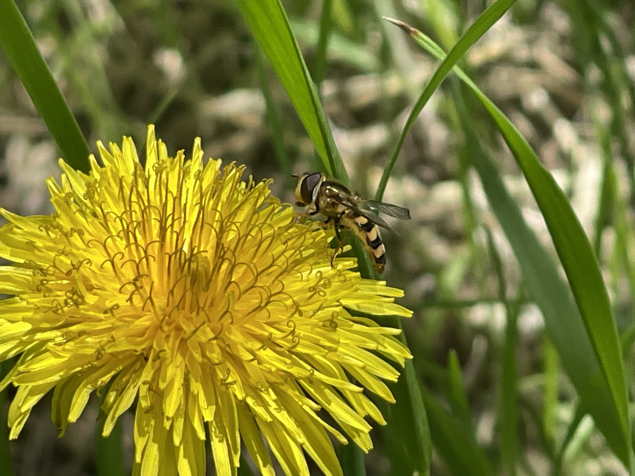 ARIGA🍇 (arigatona101) / Twitter