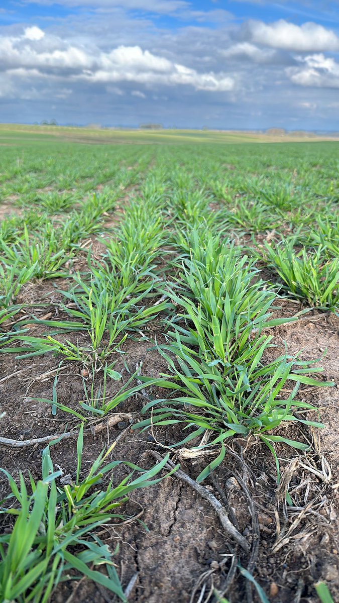 Otro caso exitoso de avena Impacta

📍Casupa, Florida

✅FS: 11/4, Dosis 100 kg/ha
✅Ya lleva 3 pastoreos
✅Antecesor soja pastoreada porque no dió cosecha
✅ Fertilización de la soja

Fotos: rebrote de 1 semana

Muchas gracias <a href="/Anakaitazoff/">Ana Kaitazoff</a>
Por compartir la experiencia 👏👏👏