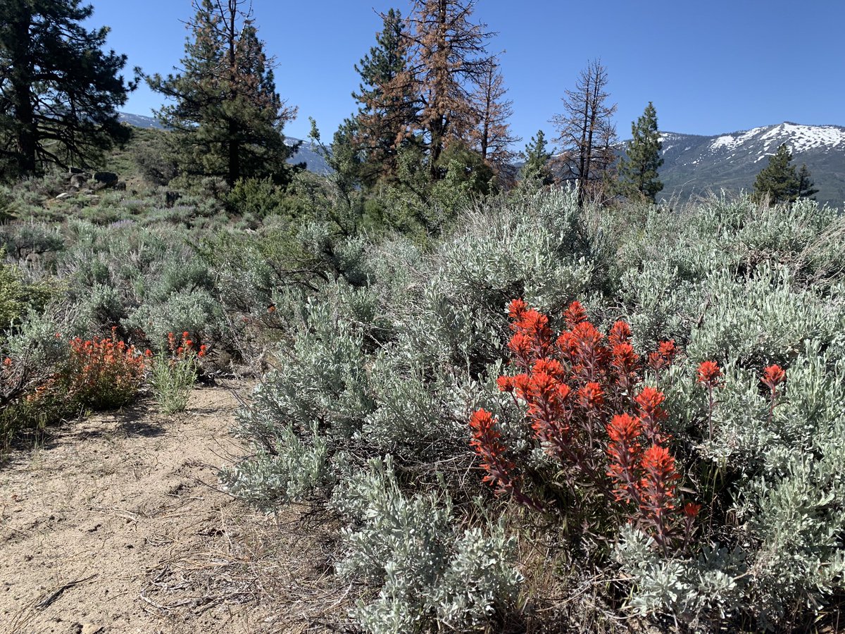 ChrisOrr_NV's tweet photo. The best way to spend #nationaltrailsday is of course enjoying a great bit of trail! This one featured Verdi views, wildflowers and a rattle-less (thankfully) pal. #LoveWhereYouLive #getoutside #getyourmilesin https://t.co/mF2ecwFFe9
