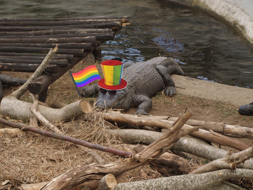 Gators Daily 🐊 tweet media