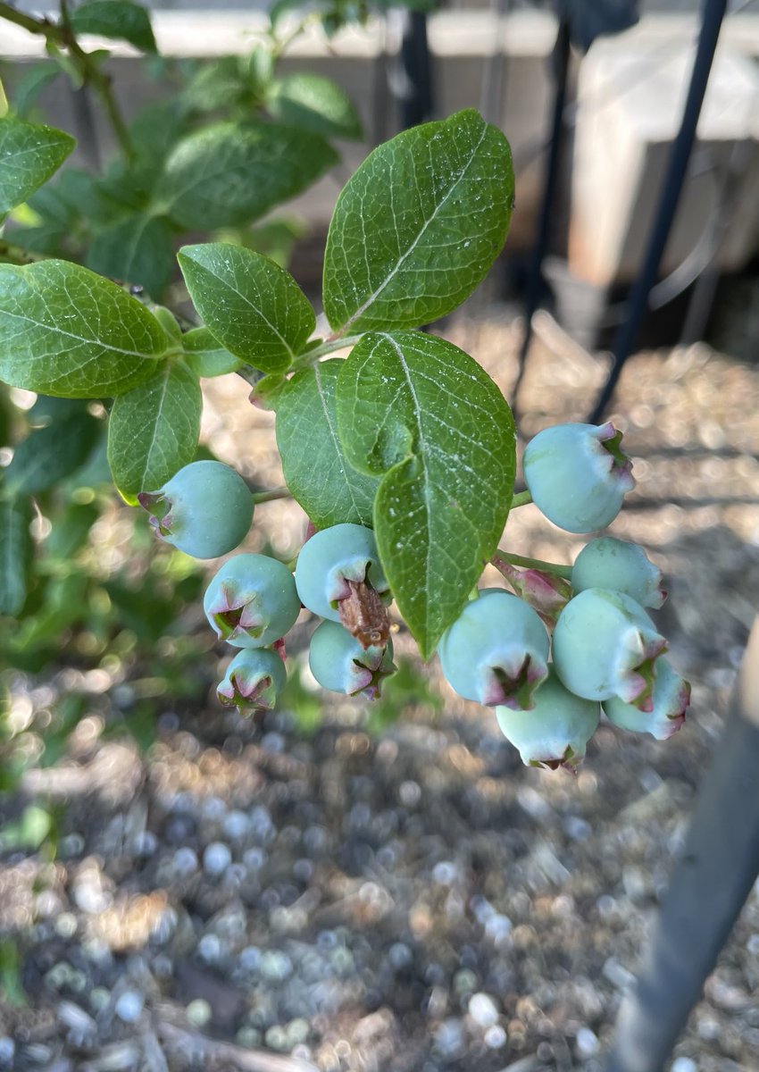 Blueberries are forming up! 🫐

#blueberries #blueberry #plant #plants #ediblegarden #garden #gardening #growyourownfood #fruitplants #fruit #hiddengardens #capecod #hiddengardenscapecod #hiddengarden #harvest #vegetablegarden #raisedbedgarden #containergardening