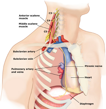 drdozellodc's tweet photo. Two Minutes of Anatomy: Phrenic Nerve
Dr Donald A Ozello DC of Championship Chiropractic
#phrenicnerve #diaphragm #breathingmuscles #anatomy #anatomyandphysiology #nerves #normalbreathing #bellybreathing #diaphragmaticbreathing https://t.co/PqLWuubYQW https://t.co/lsq4yqE02t