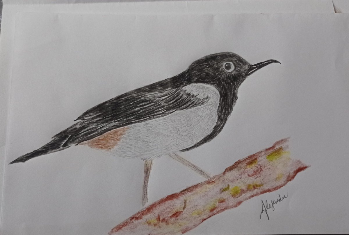 Alejandra260296's tweet photo. Diglossa carbonaria 

🕶️
#colors #ilustration #birds https://t.co/PIfe1TvpxY