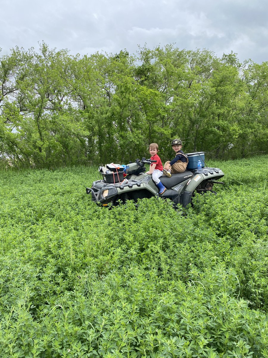 Planted fall rye here because it’s been a bare spot the last couple seasons and the alfalfa refused to come in. Apparently all the alfalfa needed was some competition. #cowchow