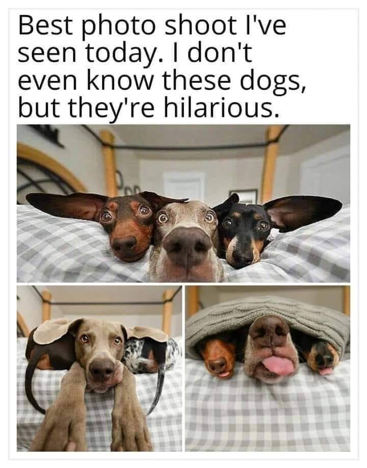 WholesomeMemes (@wholesomememe) on Twitter photo 