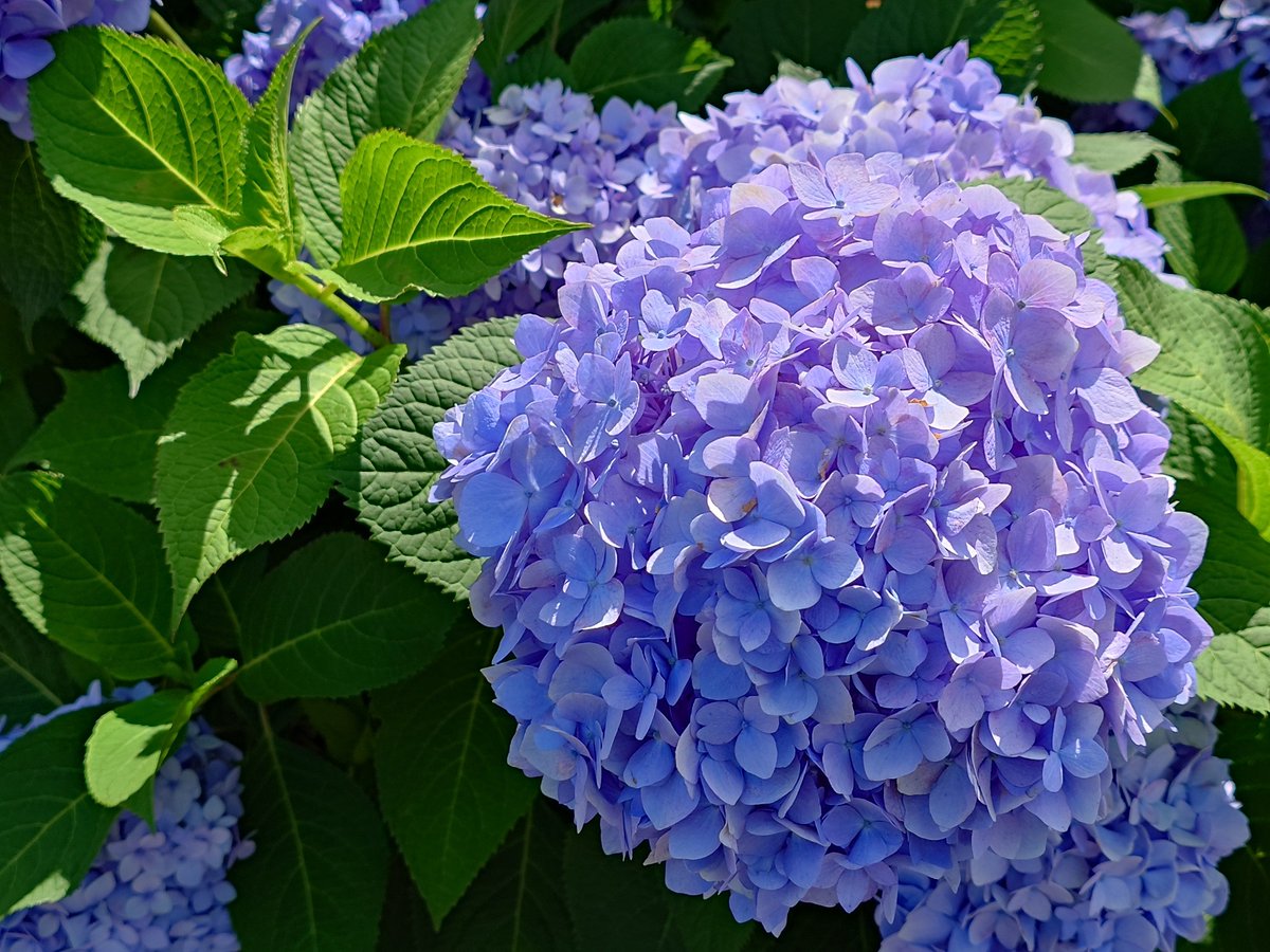 はやぽん on Twitter: "Xperia 1 V 全てフルオートにて"