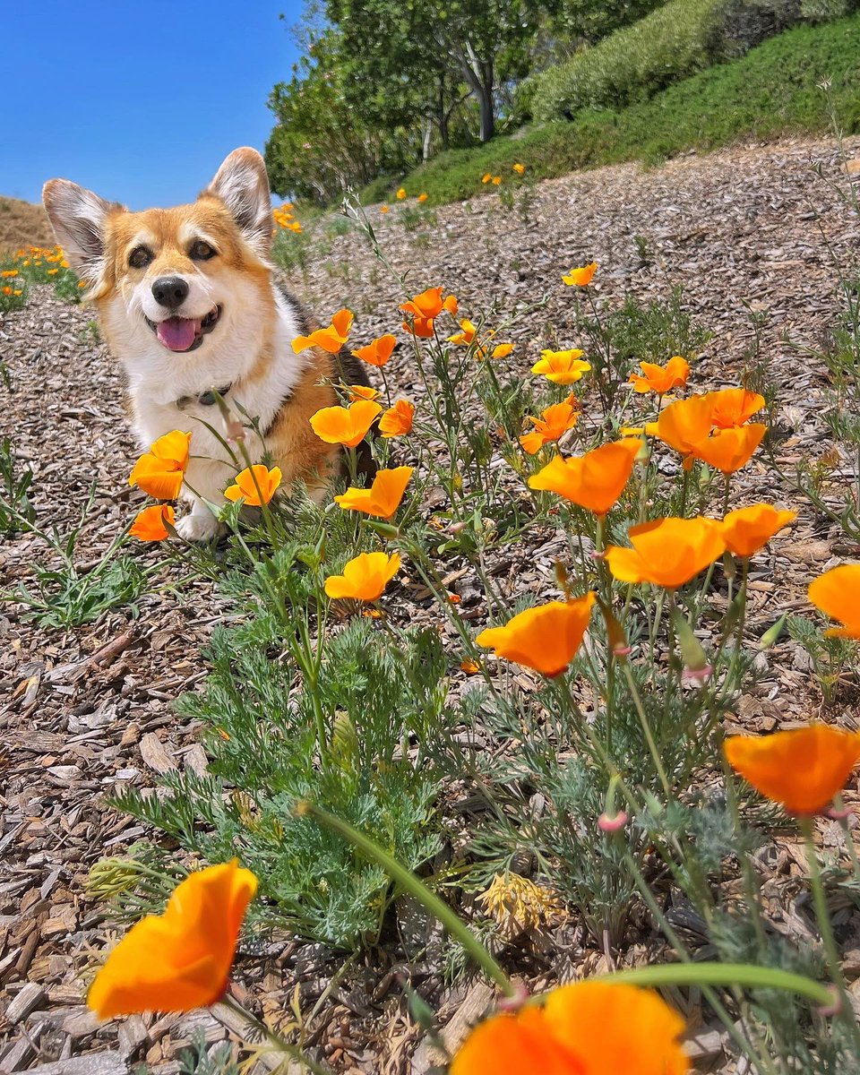 You know it’s a weird year when there are still poppies popping up in June! #EndlessSpring #Superbloom